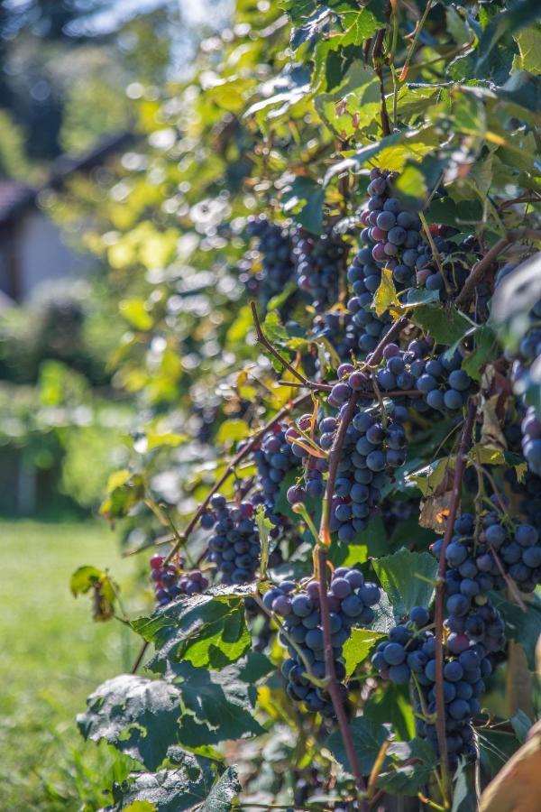 Appartamento Haus Am Weinberg II Seekirchen am Wallersee Esterno foto